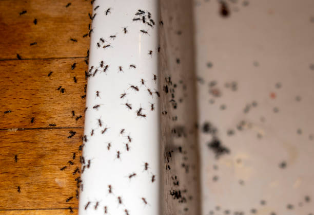 Best Affordable Pest Control Services  in Parker, AZ