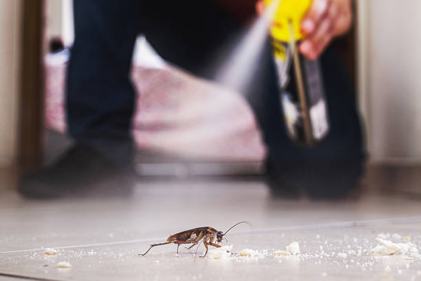 Best Local Pest Control Services  in Parker, AZ
