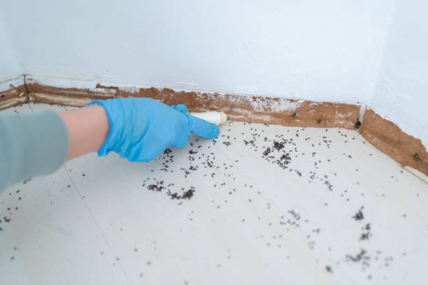 Pest Control for Restaurants in Parker, AZ
